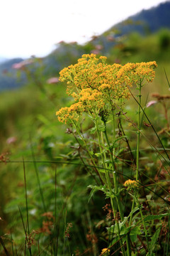 山里的野花