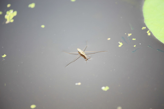 黾蝽 水面上的虫子