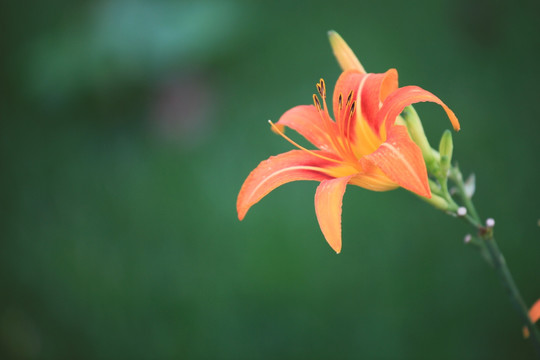 萱草 黄花菜 花卉素材