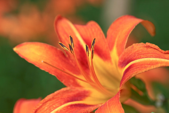 萱草 花蕊 花卉素材