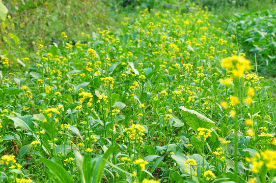 油菜花