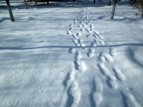 雪地脚印