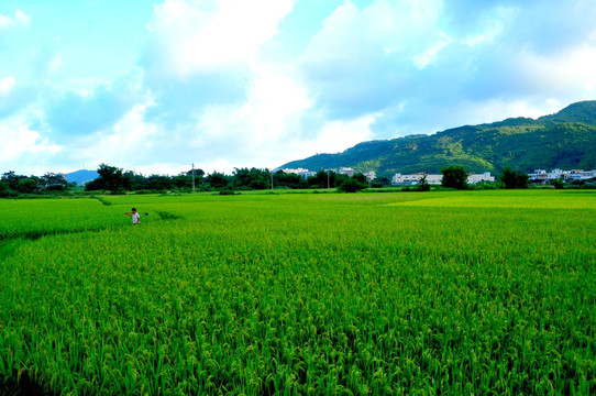 田园风光 稻田