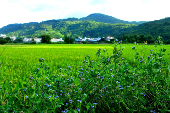 田园风光 稻田