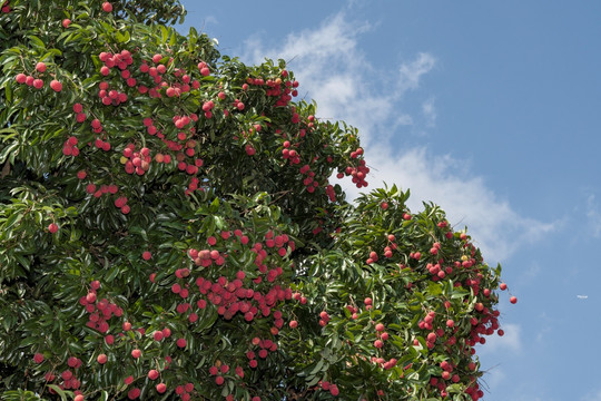 荔枝 荔枝树