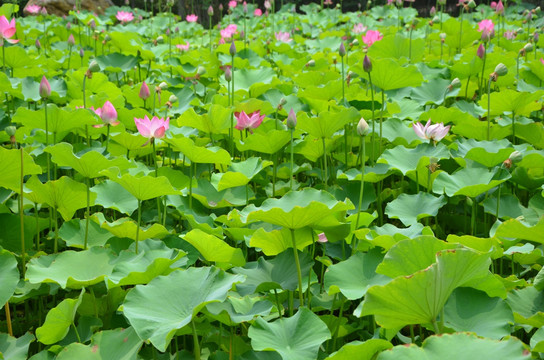 荷花 莲花 莲藕  莲叶