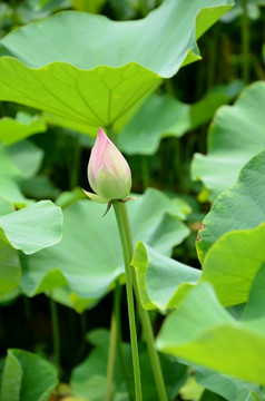 荷花 莲花 莲藕  莲叶