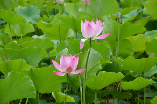 荷花 莲花 莲藕  莲叶