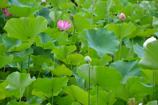 荷花 莲花 莲藕  莲叶