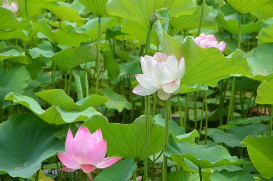 荷花 莲花 莲藕  莲叶 花卉