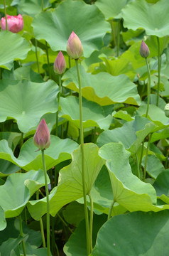 荷花 莲花 莲藕  莲叶 花卉