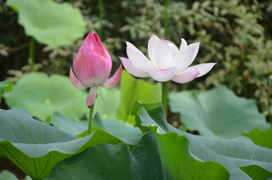 荷花 莲花 莲藕  莲叶