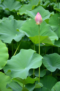 荷花 莲花 莲藕  莲叶 花卉