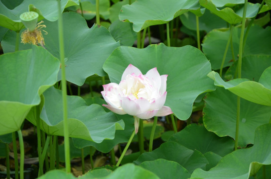 荷花 莲花 莲藕  莲叶 花卉