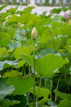 荷花 莲花 莲藕  莲叶 花卉