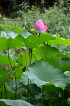 荷花 莲花 莲藕  莲叶 花卉