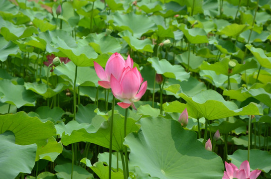 荷花 莲花 莲藕  莲叶