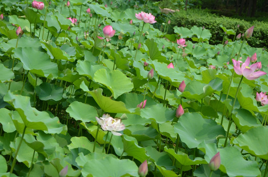 荷花 莲花 莲藕  莲叶