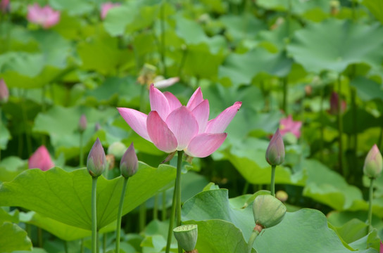 荷花 莲花 莲藕  莲叶