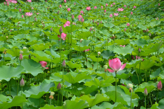 荷花 莲花 莲藕  莲叶