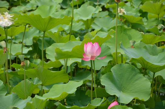 荷花 莲花 莲藕  莲叶