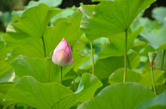 荷花 莲花 莲藕  莲叶