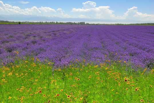 薰衣草、波斯菊、格桑花