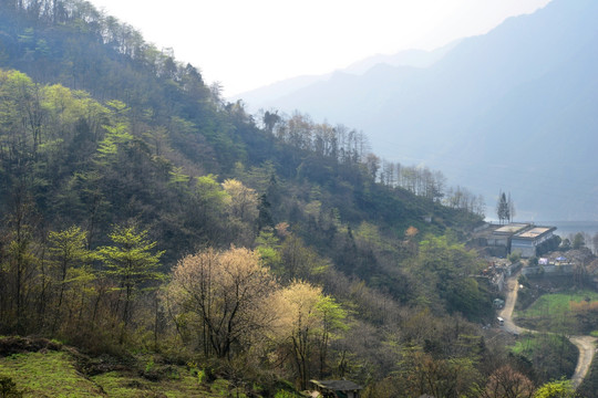 都江堰紫坪铺查关村山花盛开