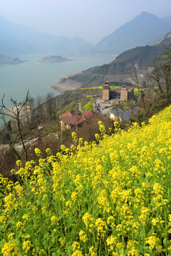 都江堰紫坪铺查关村油菜花