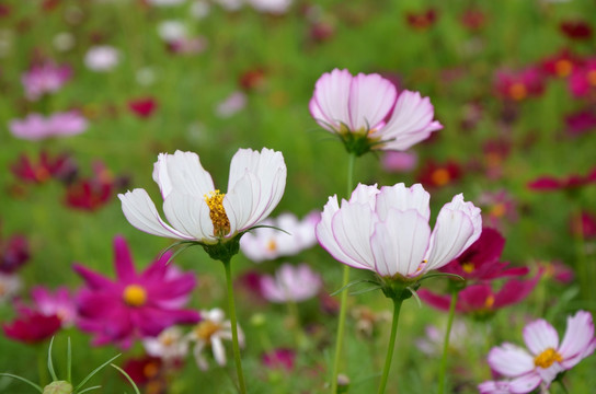 波斯菊 格桑菊 扫帚梅 秋英