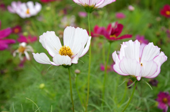 波斯菊 格桑菊 扫帚梅 秋英