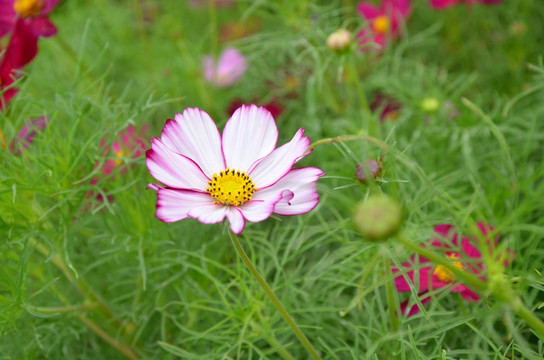 波斯菊 格桑菊 扫帚梅 秋英