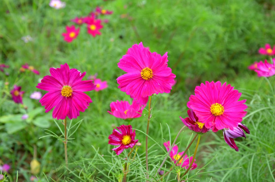 波斯菊 格桑菊 扫帚梅 秋英