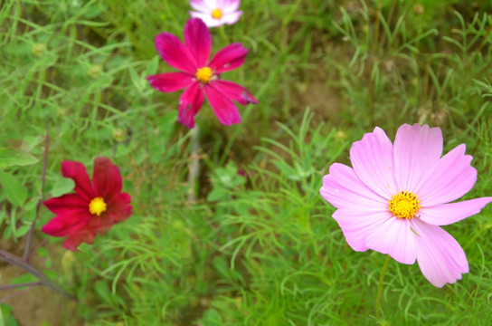 波斯菊 格桑菊 扫帚梅 秋英