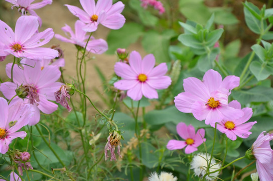 波斯菊 格桑菊 扫帚梅 秋英