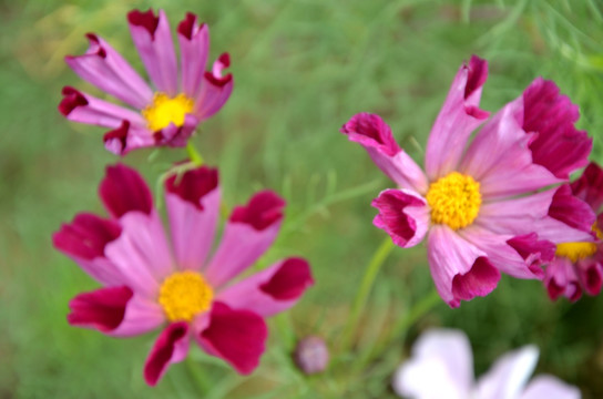 波斯菊 格桑菊 扫帚梅 秋英