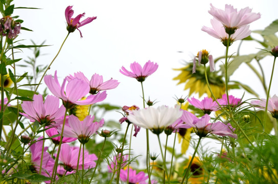 波斯菊 格桑菊 扫帚梅 秋英