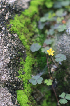 苔藓 三叶草