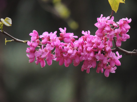 紫荆花