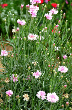 山矢车菊 菊花