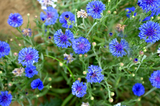 山矢车菊 菊花 蓝色花朵