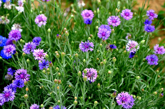 山矢车菊 菊花