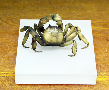 清代牛角镂雕螃蟹