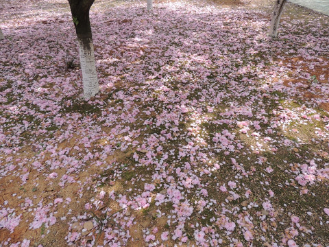 樱花满地
