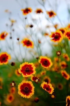 雪菊