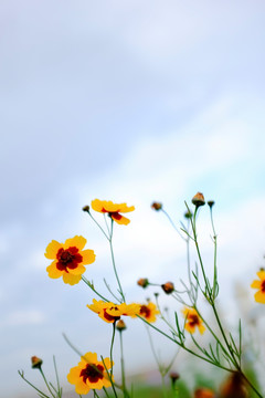 雪菊