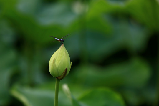 小荷才露尖尖角