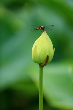 荷花与蜻蜓