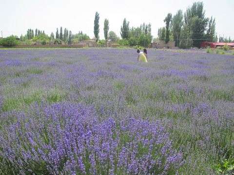 薰衣草花间