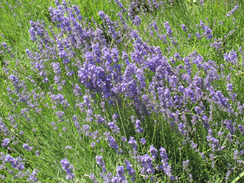 薰衣草花开